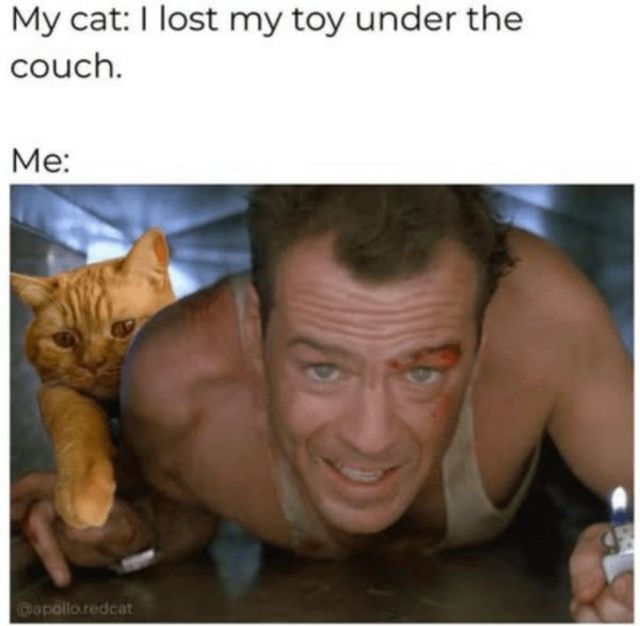 Memes And Photos For Cats Lovers (30 pics)