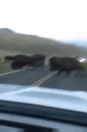Acid GIFs, October 14 (25 gifs) Acid GIFs, October 14 (25 gifs)