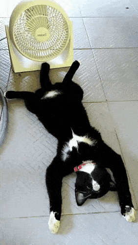 Acid GIFs, October 14 (25 gifs) Acid GIFs, October 14 (25 gifs)