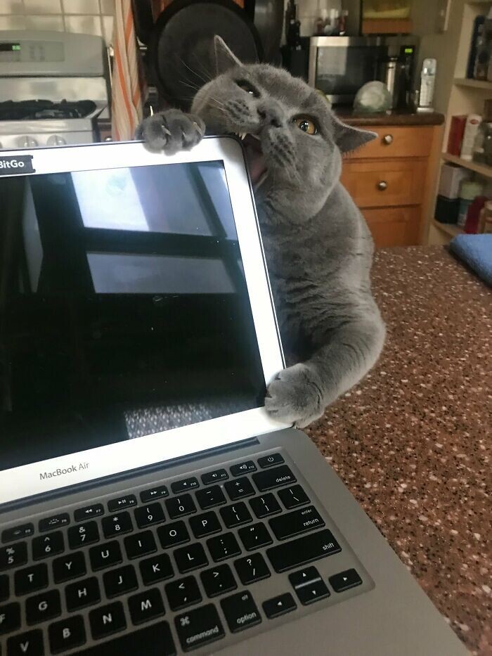 Cheeky And Funny Cats (23 pics)