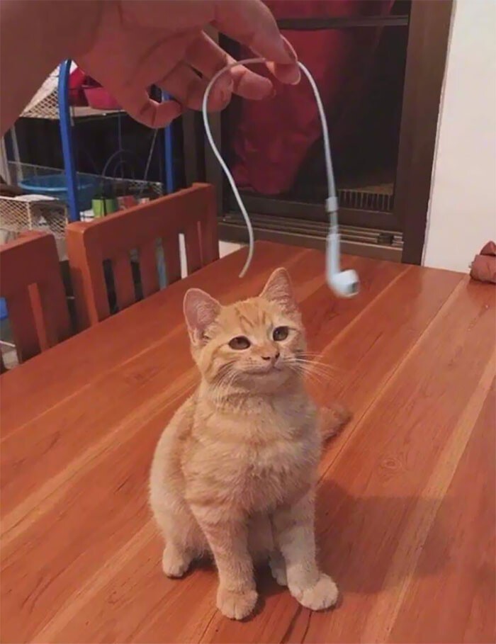 Cheeky And Funny Cats (23 pics)