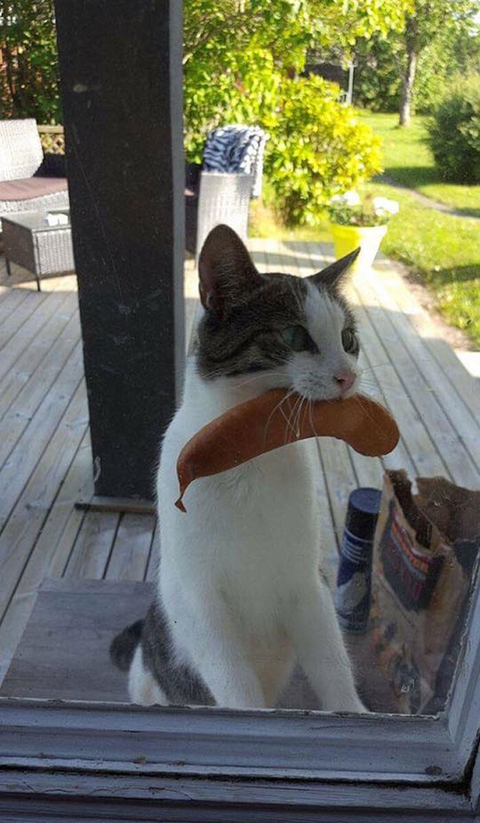 Cheeky And Funny Cats (23 pics)
