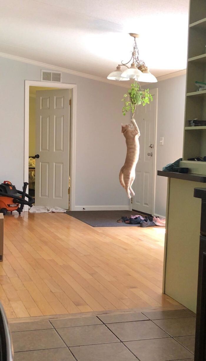 Cheeky And Funny Cats (23 pics)