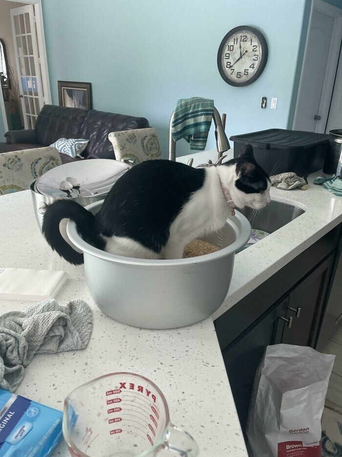 Cheeky And Funny Cats (23 pics)
