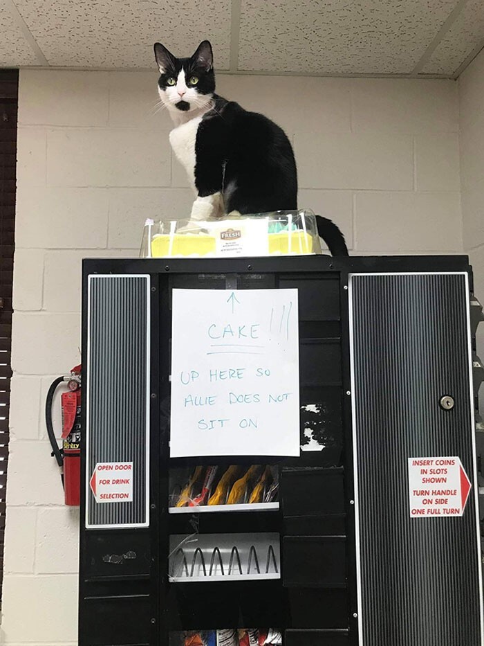 Cheeky And Funny Cats (23 pics)