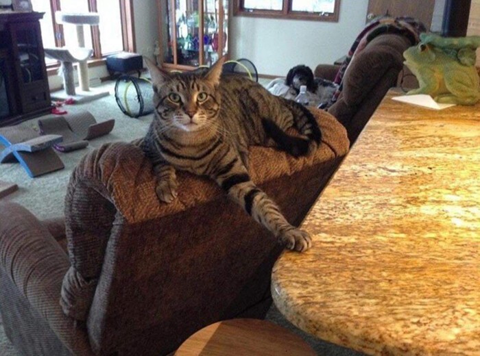 Cheeky And Funny Cats (23 pics)