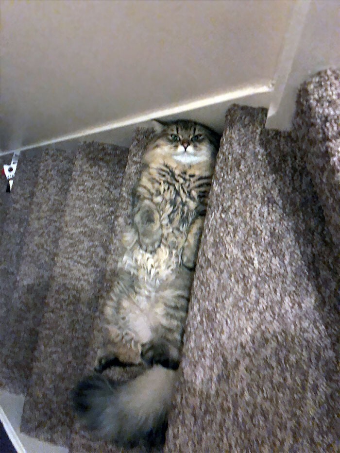 Cheeky And Funny Cats (23 pics)