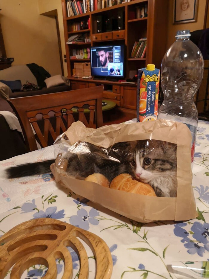 Cheeky And Funny Cats (23 pics)
