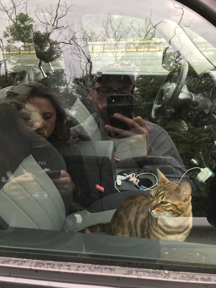 Cheeky And Funny Cats (23 pics)