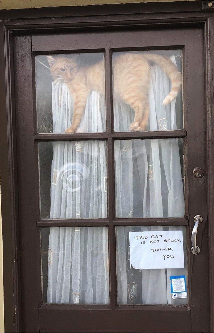 Cheeky And Funny Cats (23 pics)