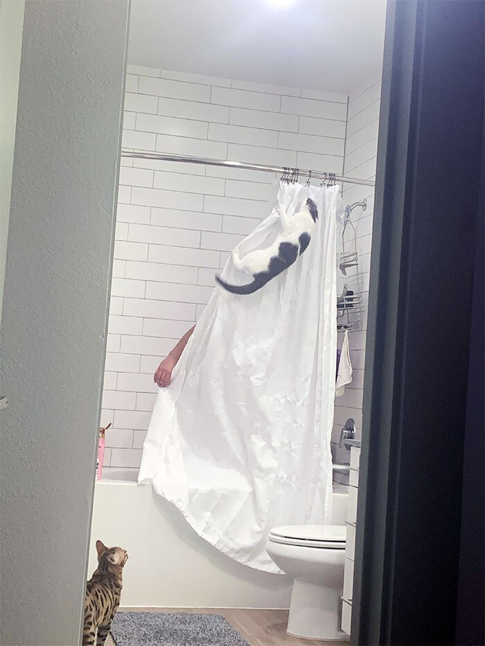 Cheeky And Funny Cats (23 pics)