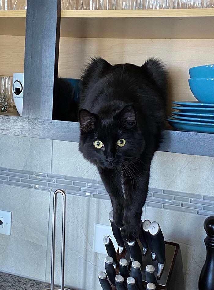 Cheeky And Funny Cats (23 pics)