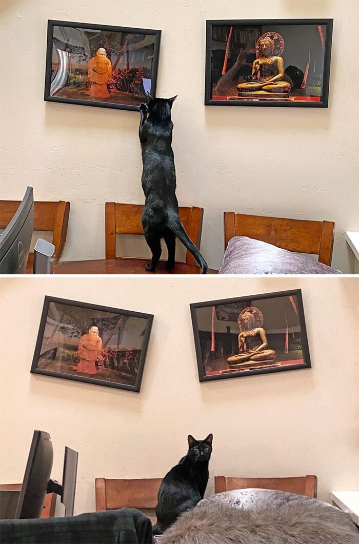 Cheeky And Funny Cats (23 pics)