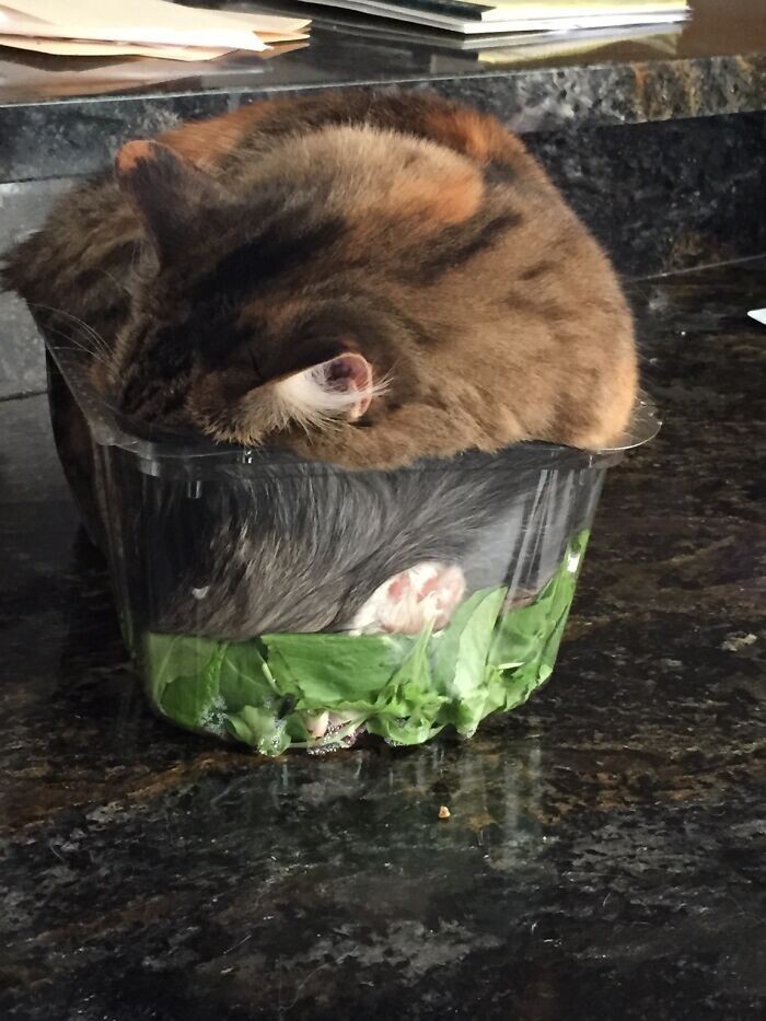 Cheeky And Funny Cats (23 pics)