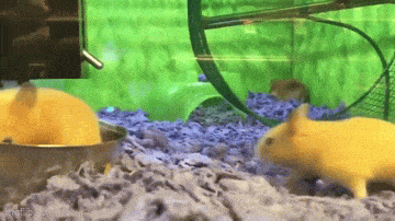 Acid GIFs, October 16 (25 gifs) Acid GIFs, October 16 (25 gifs)
