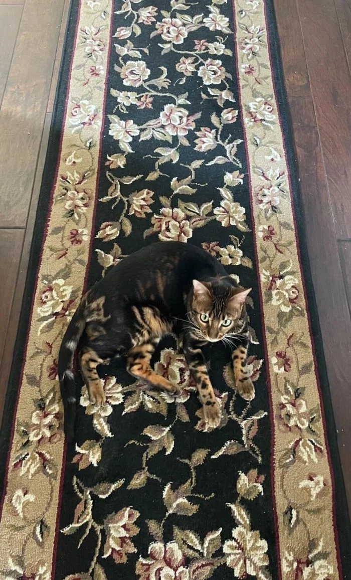 Perfect Camouflage (15 pics)