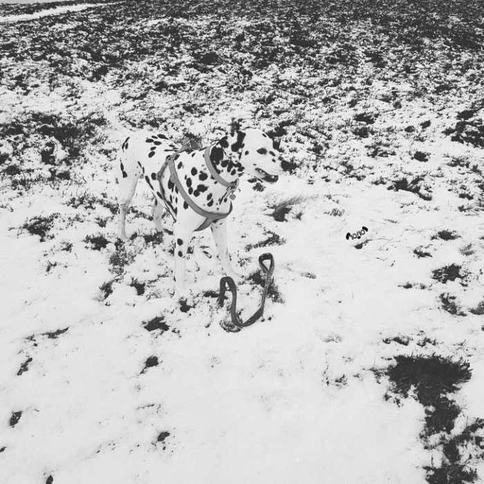Perfect Camouflage (15 pics)