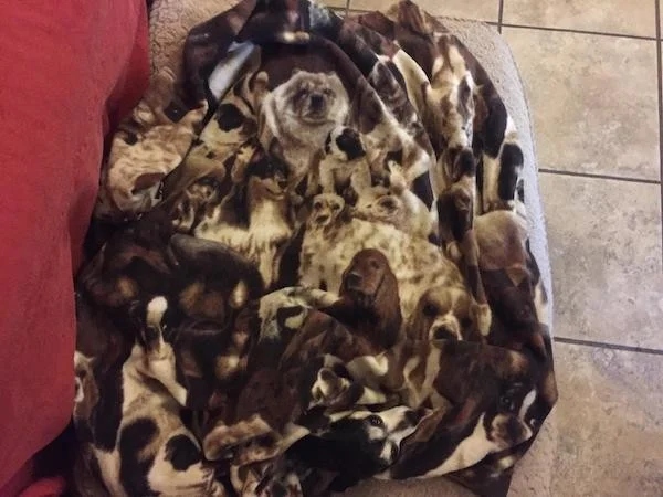 Perfect Camouflage (15 pics)
