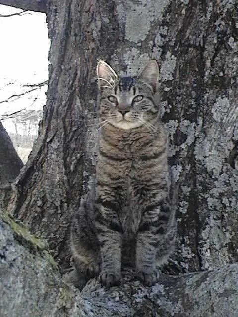 Perfect Camouflage (15 pics)