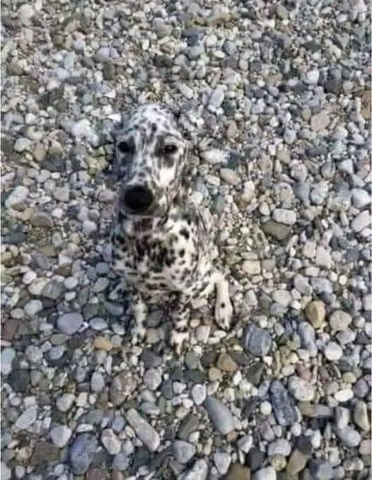 Perfect Camouflage (15 pics)