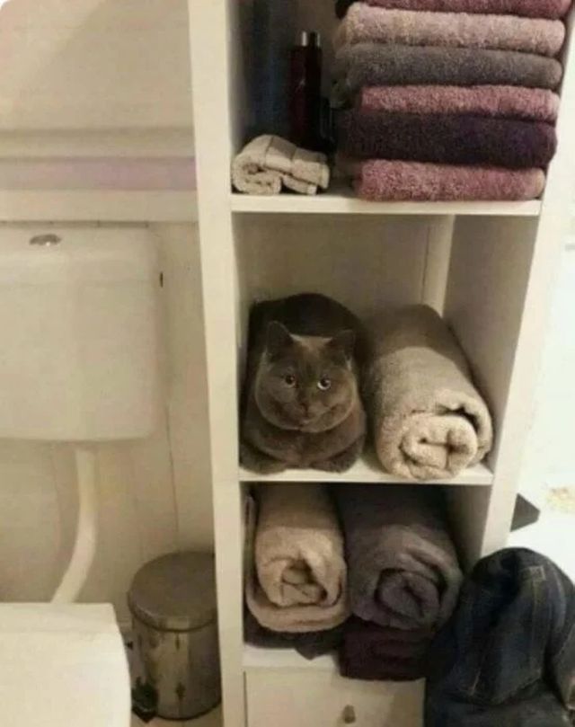 Perfect Camouflage (15 pics)