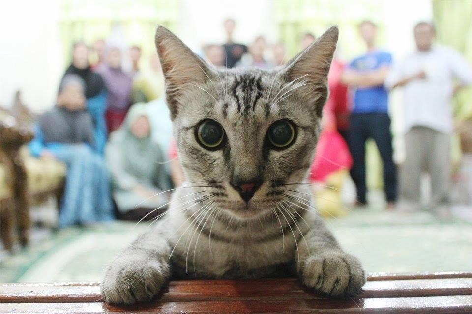 Funny Pets (25 pics)