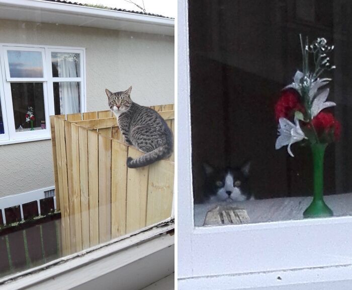 Funny Pets (25 pics)