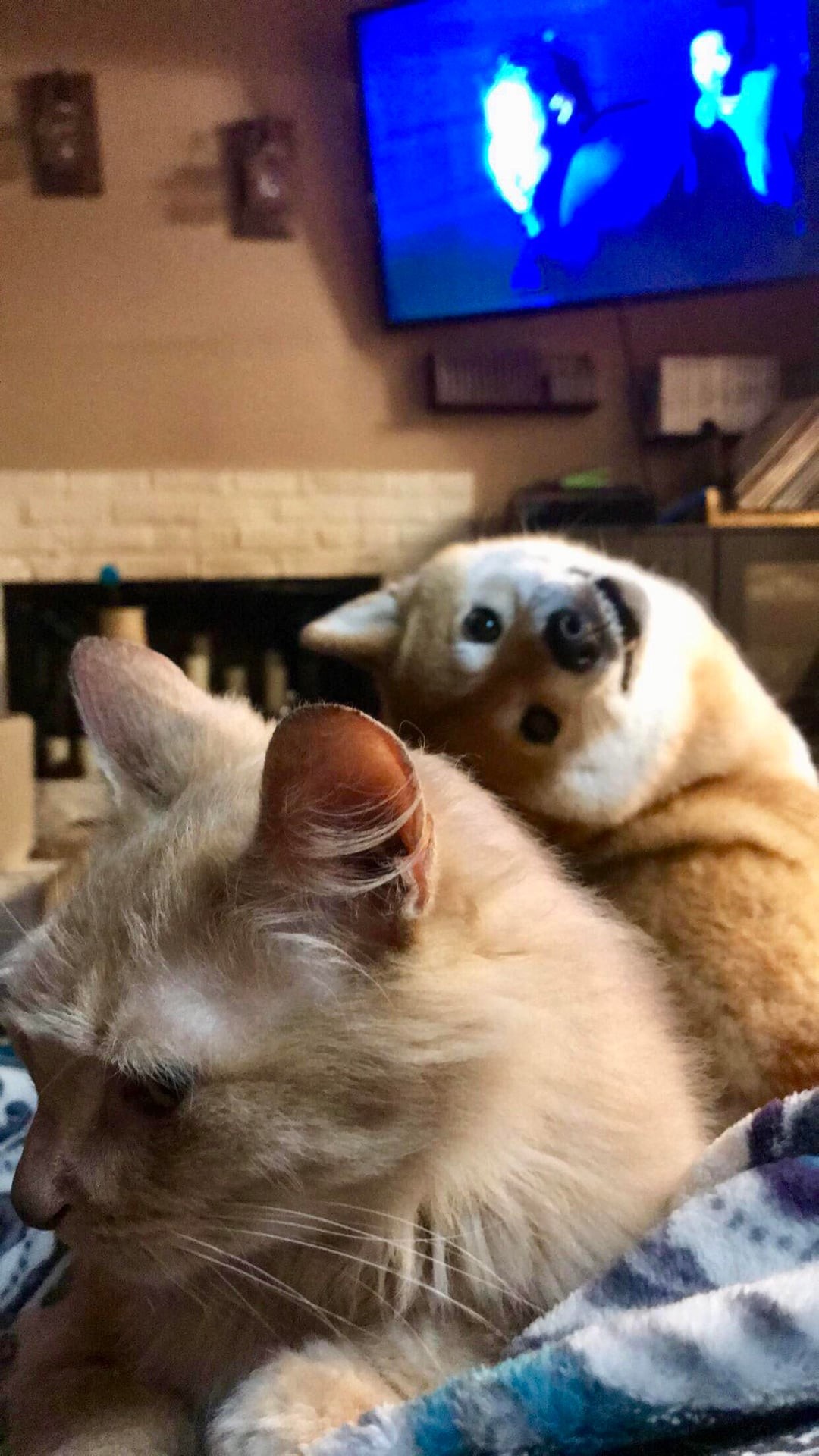 Funny Pets (25 pics)