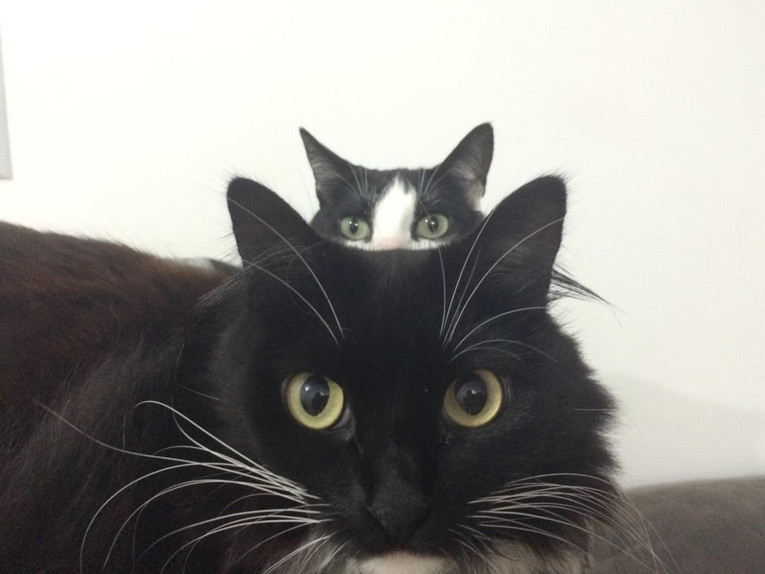 Funny Pets (25 pics)
