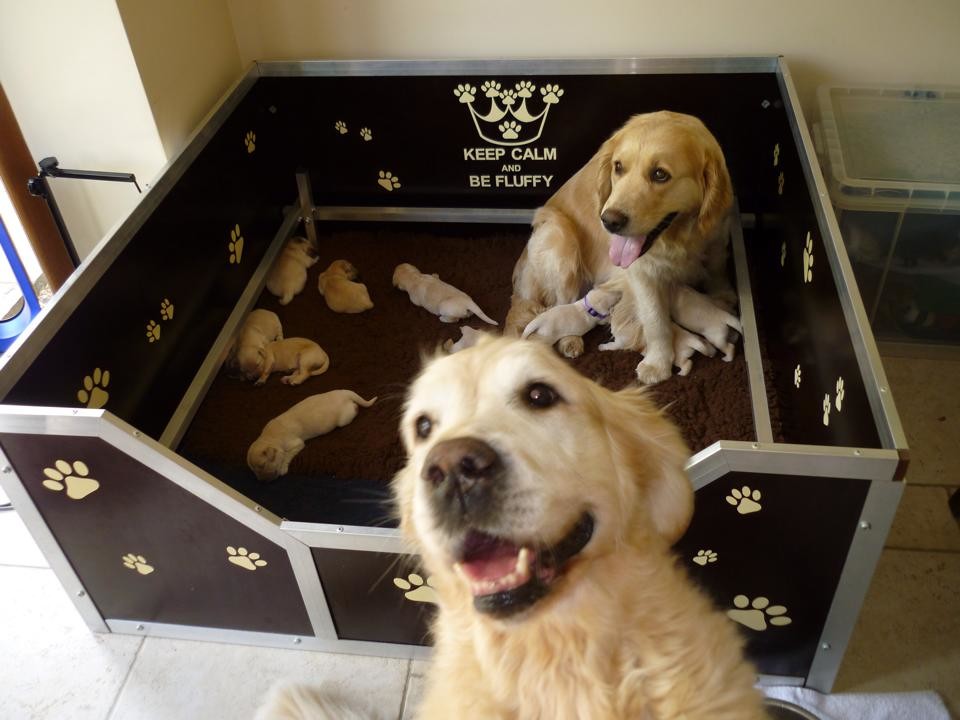 Funny Pets (25 pics)