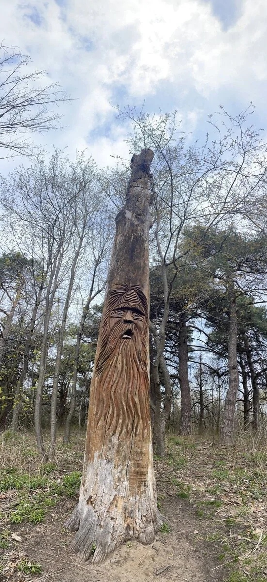 Unusual Finds In The Forest (15 pics)