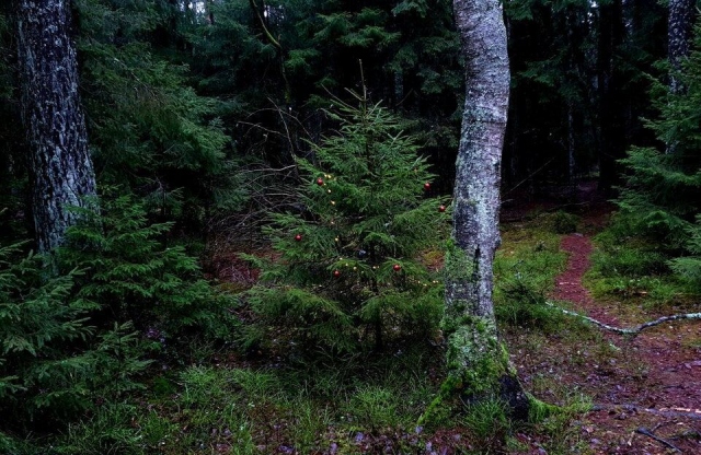 Unusual Finds In The Forest (15 pics)