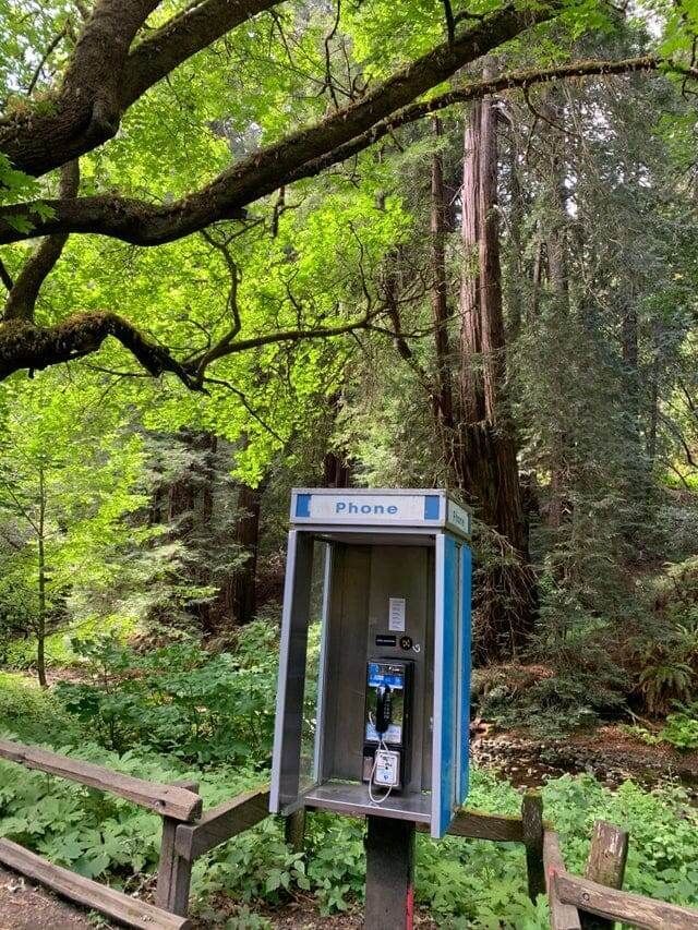 Unusual Finds In The Forest (15 pics)