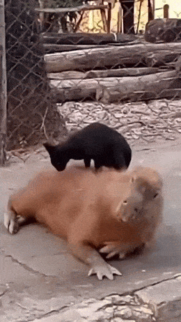 Acid GIFs, October 17 (25 gifs) Acid GIFs, October 17 (25 gifs)