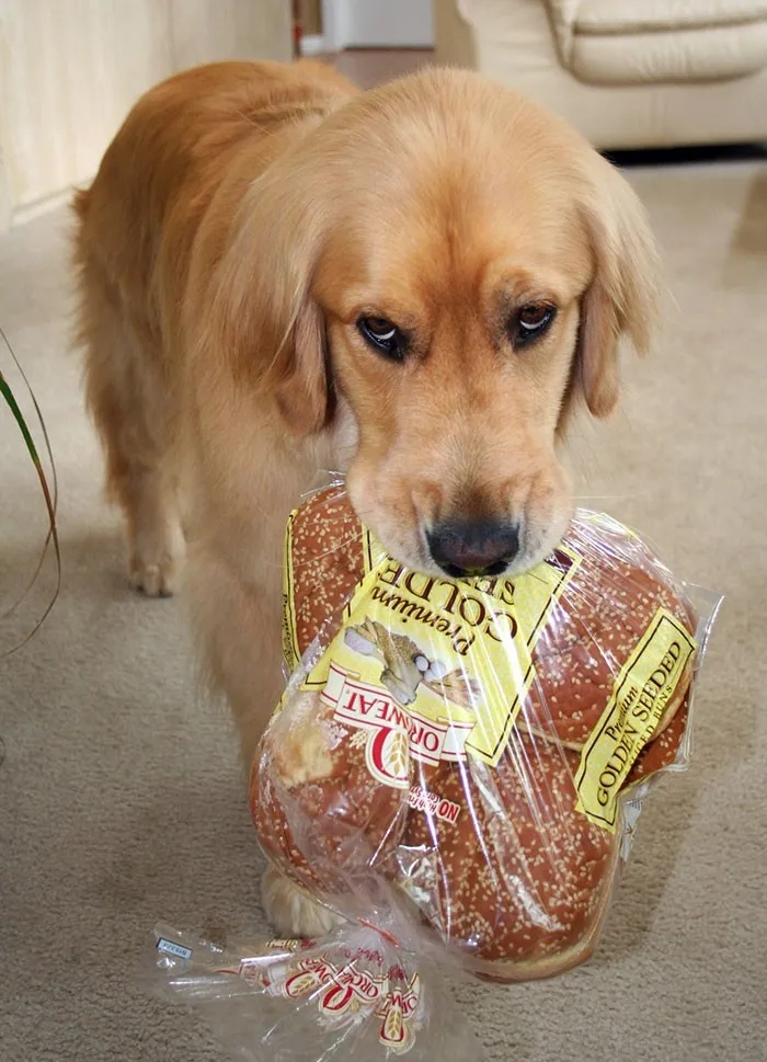 Cute And Funny Criminals (22 pics)