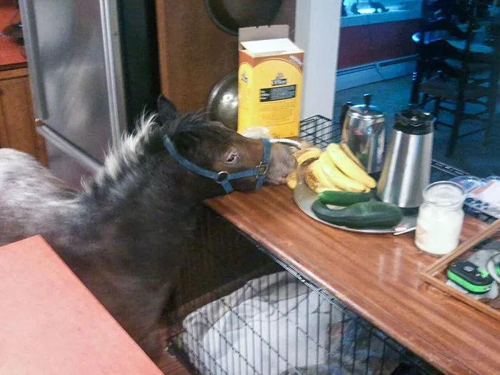 Cute And Funny Criminals (22 pics)