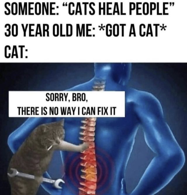 Memes For Cats Lovers (30 pics)