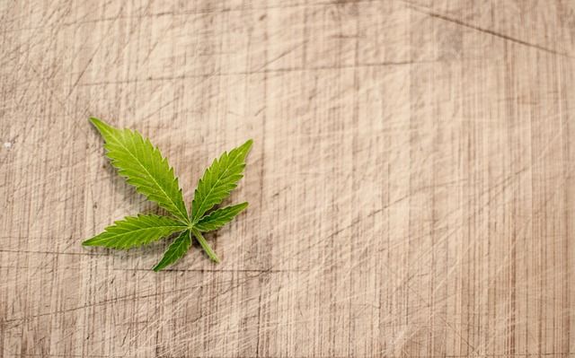 Beginner’s Guide to THCA Hemp Flower Beginner’s Guide to THCA Hemp Flower