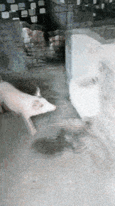 Acid GIFs, October 22 (25 gifs) Acid GIFs, October 22 (25 gifs)