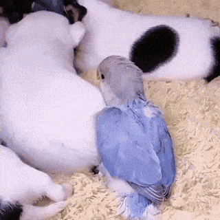 Acid GIFs, October 22 (25 gifs) Acid GIFs, October 22 (25 gifs)