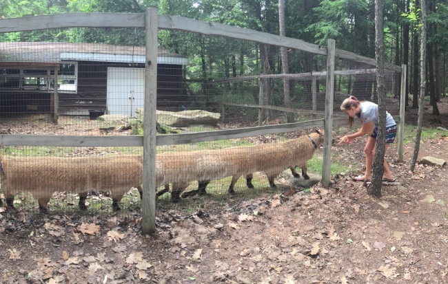Funny Panoramic Photos (18 pics)