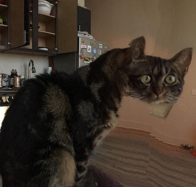 Funny Panoramic Photos (18 pics)