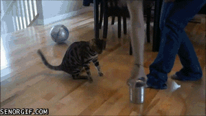 Acid GIFs, October 23 (25 gifs) Acid GIFs, October 23 (25 gifs)