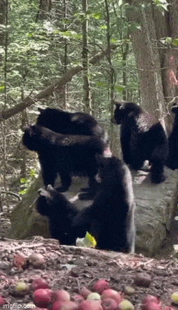 Acid GIFs, October 24 (25 gifs) Acid GIFs, October 24 (25 gifs)