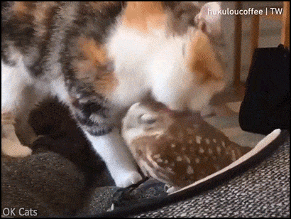 Acid GIFs, October 24 (25 gifs) Acid GIFs, October 24 (25 gifs)