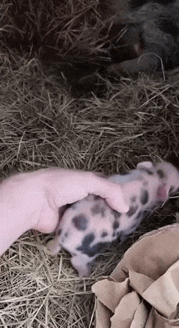 Acid GIFs, October 24 (25 gifs) Acid GIFs, October 24 (25 gifs)