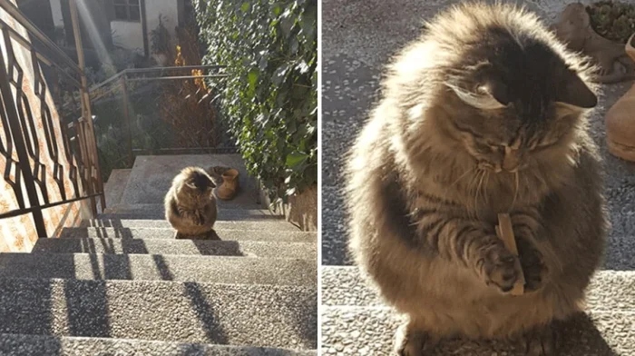 Funny Pets (20 pics)