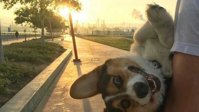 Funny Pets (20 pics)