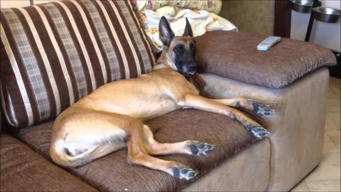 Funny Pets (20 pics)