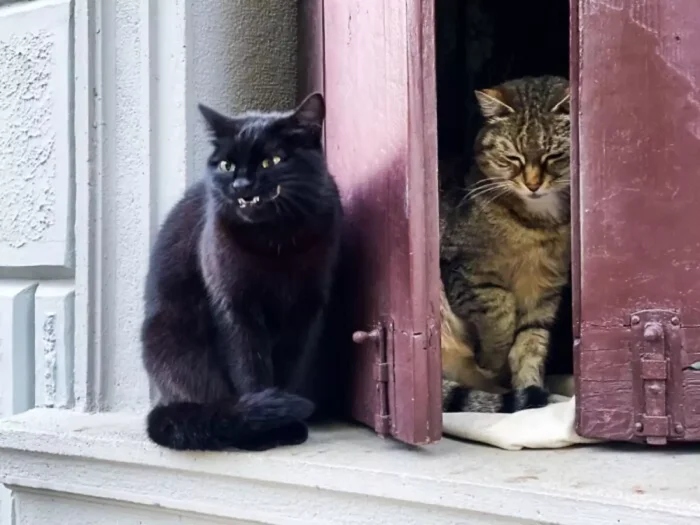 Funny Pets (20 pics)